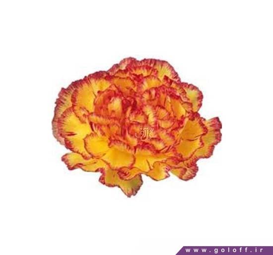 گل میخک ریتا - Carnation | گل آف